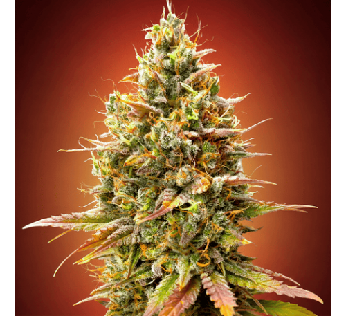 Полуничний Банан (Auto.Fem.) 1 шт. (лімітована серія!) / Strawberry Banana 2026 